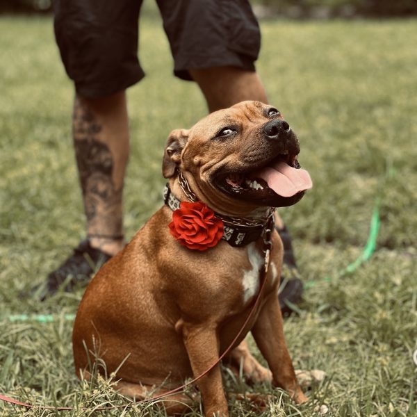 CA97D5DA-86CC-452C-B94A-7A9F763BFFD1