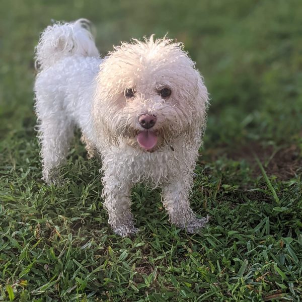 d17554e4-0461-4114-aa86-5dc836b5f622